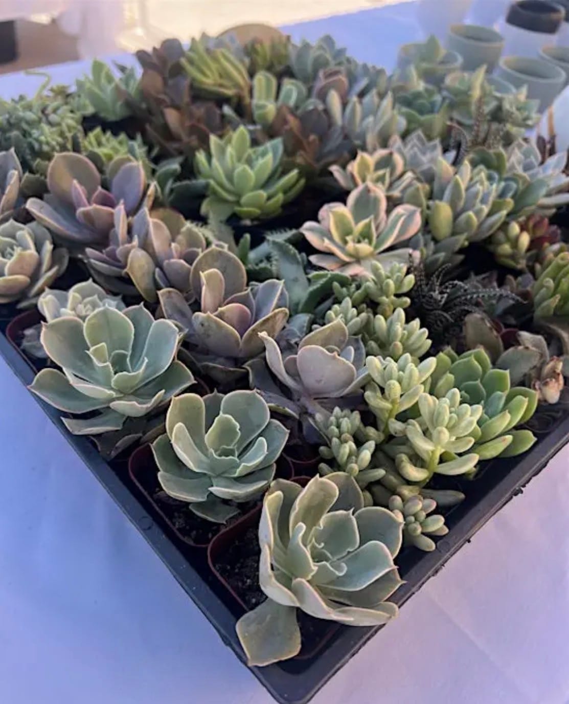 North Park Plant Sale
